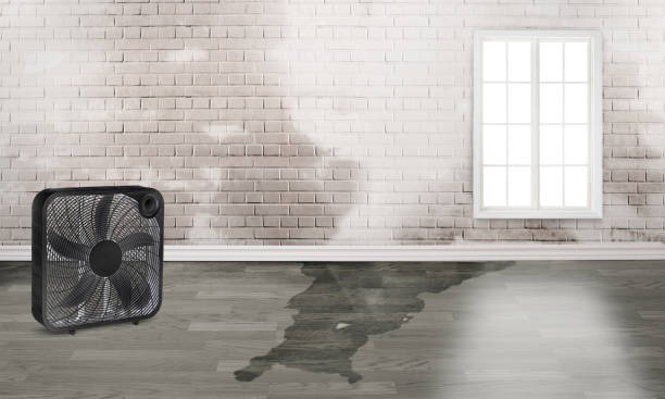 Best Professional water damage repair  in Fremont, OH